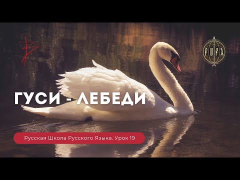 Видео: Урок 19. Гуси - Лебеди - Русская Школа Русского Языка. Виталий Сундаков