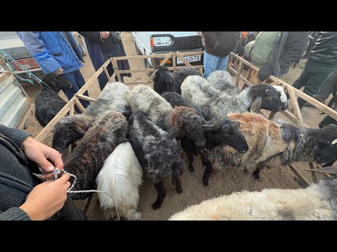 Видео: 9 ноября 2025 г. ТУРТКУЛЬ КУЙ БОЗОР НАРХЛАРИ 