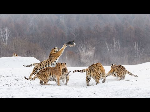 Видео: Удивительные случаи с ТИГРАМИ, снятые на камеру