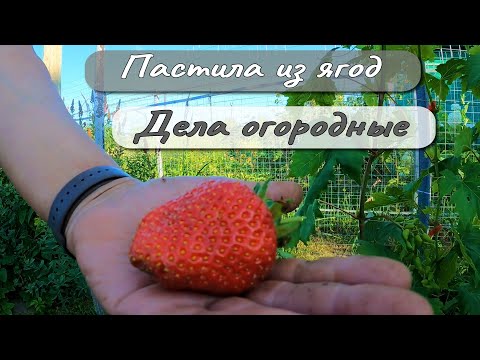 Видео: ПАСТИЛА ИЗ ЯГОД  ДЕЛА ОГОРОДНЫЕ