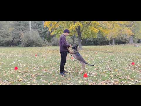 Видео: Днешната тренировка, Боян да сяда, ляга и прав от трудна позиция. 👍