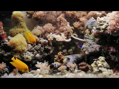 Видео: Комфортное обитание рыб в морских системах: почему некоторые виды лучше не приобретать вовсе