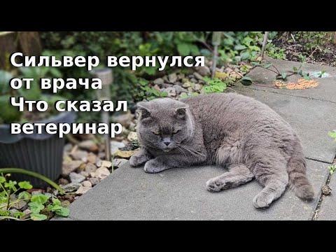Видео: Сильвер вернулся от врача / Что сказал ветеринар
