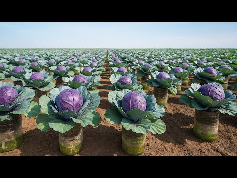 Видео: Простой способ выращивания больших кочанов капусты в бутылке