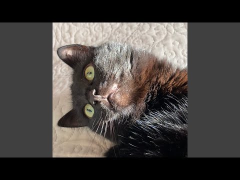Видео: ричик