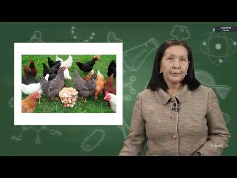 Видео: Биология - 7 класс - Бакма канаттуулар