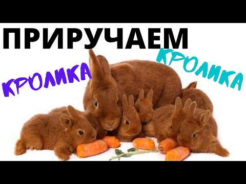 Видео: Как приучить кролика к рукам? Декоративный кролик боится рук, нападает?