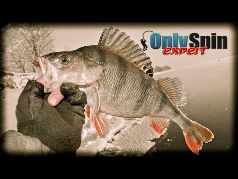 Видео: Отводной поводок  Мишин и Питерцов  Часть 1