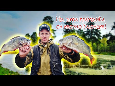 Видео: Ловля крупного окуня осенью /Отводной поводок.