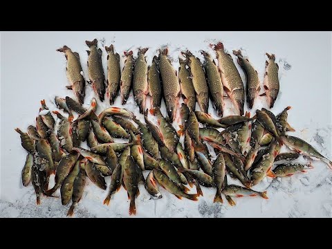 Видео: ЛЮБИМОЕ ОЗЕРО, КРЕПКИЙ ПЕРВЫЙ ЛЁД 25-26, ЖЕРЛИЦЫ И МОРМЫШКИ А РЕЗУЛЬТАТ ОДИН, ЩУКА И ОКУНЬ)))!
