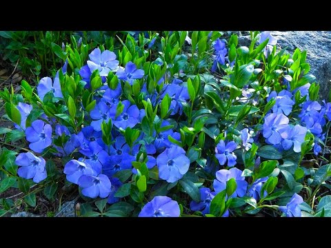 Видео: БАРВИНОК. ВИДЫ и СОРТА. ЭКЗОТИЧЕСКИЙ КАТАРАНТУС.