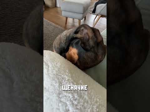 Видео: Хитрая собака😅