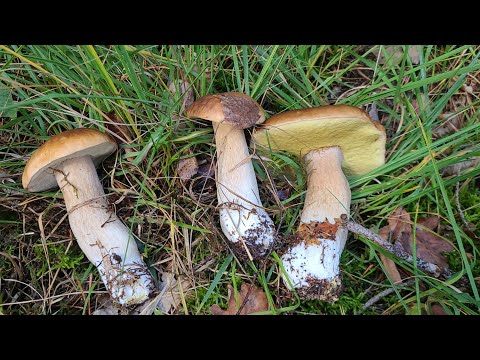 Видео: Открываем грибной сезон в Германии. 
