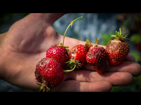 Видео: Сіра Гниль АТАКУЄ полуницю-Чому массово Гниє Ягода?