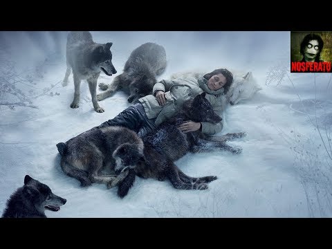 Видео: История о том, как волки спасли человека! Трогательная история до слез!
