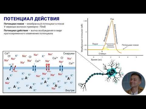 Видео: 14. Потенциал покоя и потенциал действия скелетных мышц и нейронов