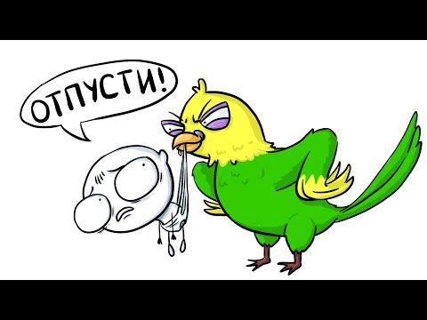 Видео: МОЙ НАГЛЫЙ ПОПУГАЙ (анимация)