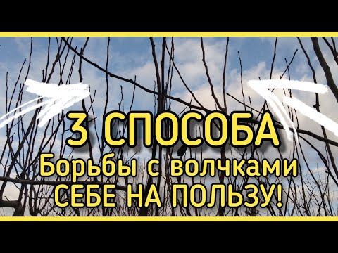 Видео: ВОЛЧКИ, ЖИРОВИКИ на дереве. Как бороться? УЗНАЙ 3 способа.