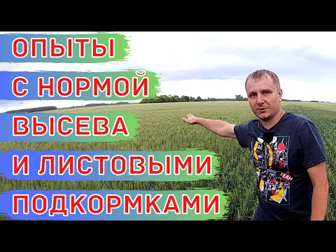 Видео: Полевые опыты с нормой высева яровой пшеницы. Листовые подкормки. Ошибки инсектицидной обработки.