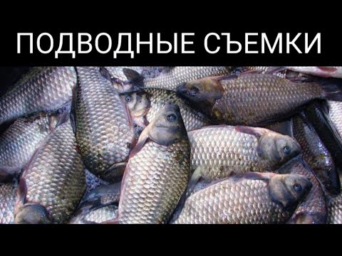 Видео: Ловля на мормышку летом. Подводные съёмки.  (оз. Сугояк2)