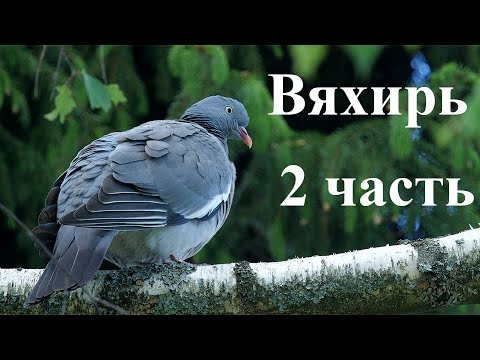 Видео: Вяхирь 2 часть