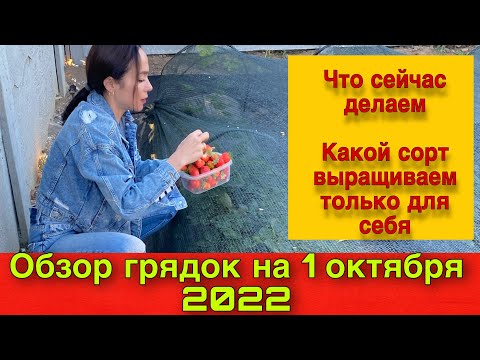 Видео: Обзор клубничных грядок на 1 октября 2022 , что делаем сейчас. Какой сорт выращиваем только для себя