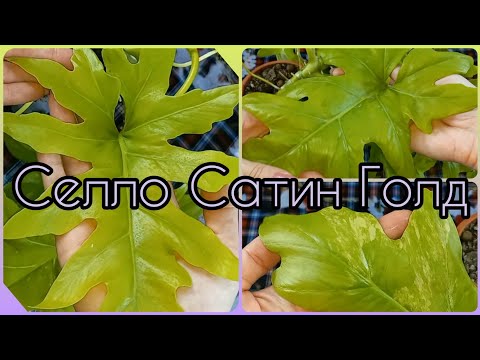 Видео: ФИЛОДЕНДРОН Селло Сатин ГОЛД💚При размножении потерял почти все листья, но какие корни!💚Вариегатность