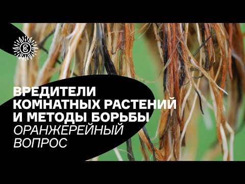 Видео: Вредители комнатных растений и методы борьбы. Оранжерейный вопрос