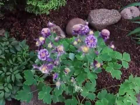 Видео: прогулка по саду-10 июня 2020 г