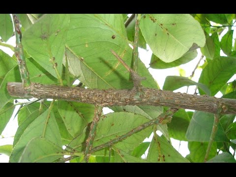 Видео: Простейший метод лечения лимона от щитовки!!! Diaspididae treatment.