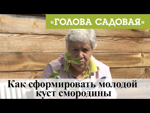 Видео: Голова садовая - Как сформировать молодой куст смородины