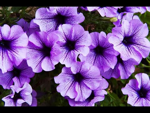 Видео: (ШАГ✔1)Петуния /август/время пришло/