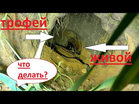 Видео: закрытие охоты на  сурка 2025.  трофей застрял в норе с живым сурком.