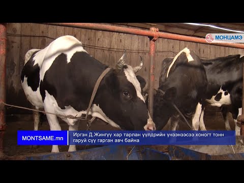 Видео: Иргэн Д.Жингүү хар тарлан үүлдрийн үнээнээсээ хоногт тонн гаруй сүү гарган авч байна