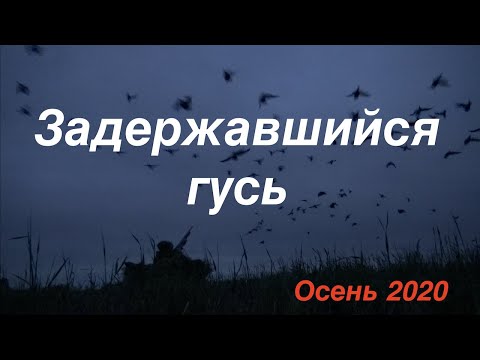 Видео: Задержавшийся гусь/Очень много/Охота на гуся осенью