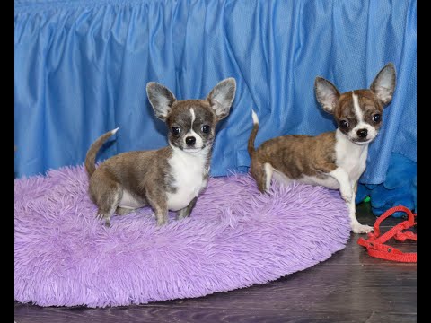 Видео: Самый РЕДКИЙ окрас- Тигровые ЧИХУАХУА. Щенкам 3 месяца. У нас можно купить щенка чихуахуа. Chivava