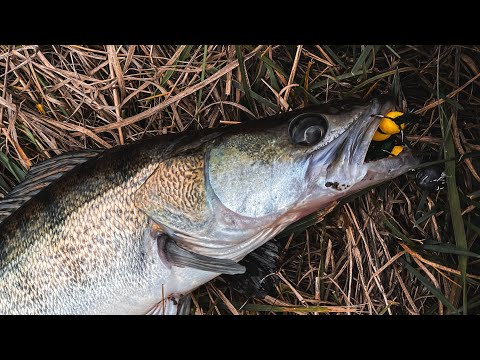 Видео: Осінній ЖОР Хижака Розпочався! Шалений кльов НА МАНДУЛУ!