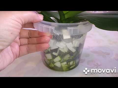 Видео: Орхидея в пеноплексе.Три месяца после пересадки в пеноплекс.Подвожу итоги.