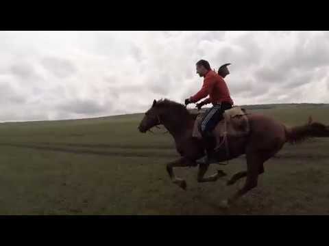 Видео: Самый быстрый галоп.