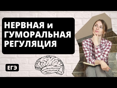 Видео: Нервная и гуморальная регуляция