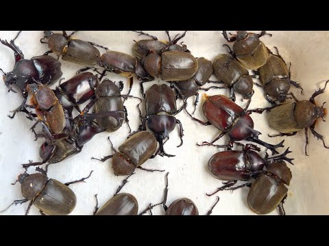 Видео: Beetle Festa 2022 Большое количество японских жуков-носорогов [Жук и жук-олень]