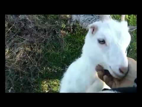 Видео: Первокотки-2018./Почему отлучаю козлят./02.04.18г