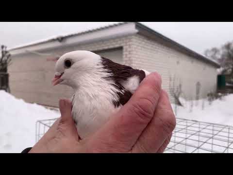 Видео: Голуби Гусь-Хрустальный 89066141016.