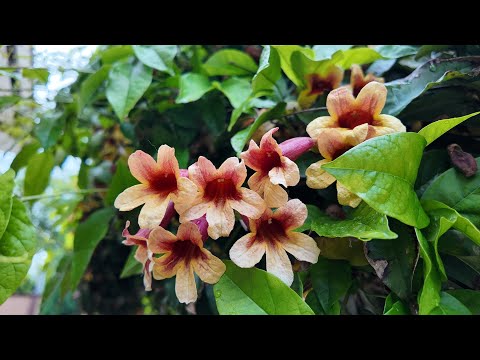 Видео: Бигнония капреолата (Bignonia capreolata)