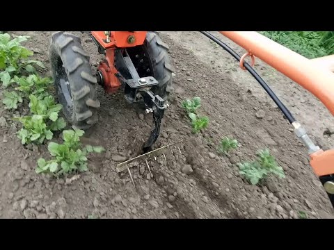 Видео: Культивация междурядий картошки мотоблоком Зубр