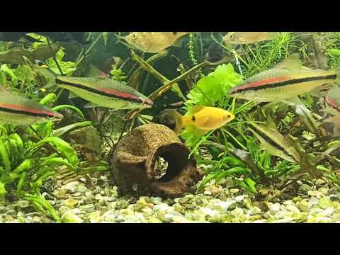 Видео: Ихтиофтириоз,ихтик,манка лечение препаратом Ихтиофтирицид от AQUAYER