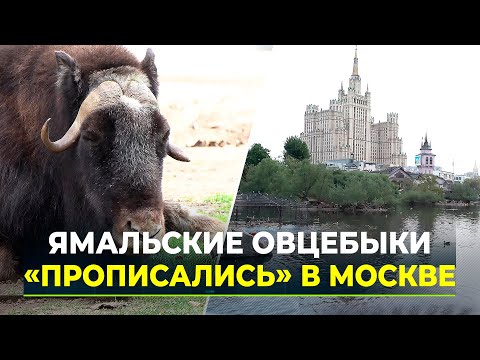 Видео: В Московский зоопарк привезут овцебыков с Ямала