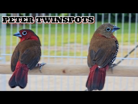 Видео: Сезон размножения зябликов начался, и я подбираю пары для некоторых из самых редких в мире зяблик...