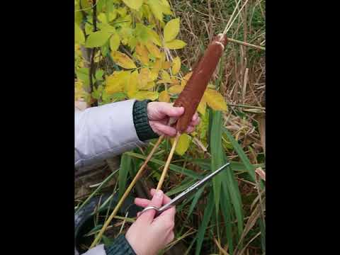 Видео: Мой блог о Петриковской росписи. Выпуск №25: "Новый инструмент для рисования  - рогозинка"