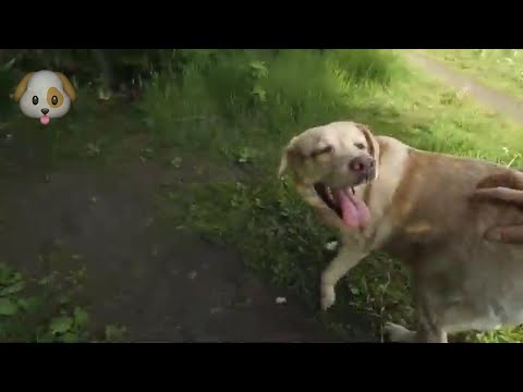 Видео: Всё по честному о лабрадоре .Стоит ли заводить лабрадора !